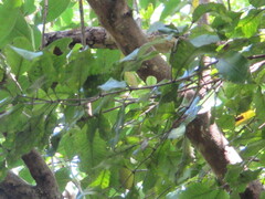 Pterophylla racemosa