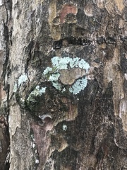 Phyllanthus emblica