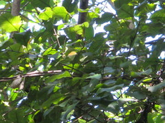 Pterophylla racemosa