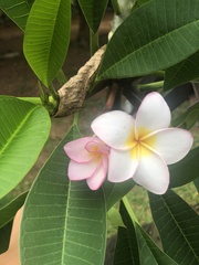 Plumeria