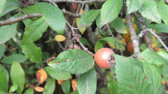 Crataegus germanica