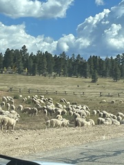 Ovis aries