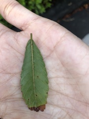 Ulmus