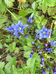 Gentiana nipponica