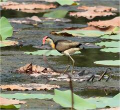 Irediparra gallinacea
