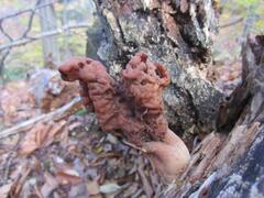 Gyromitra infula