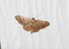 Idaea celtima