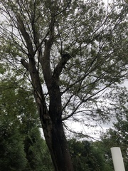 Ulmus