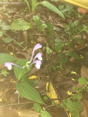 Scutellaria tashiroi