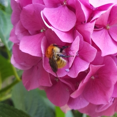 Bombus pascuorum