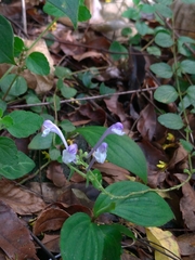 Scutellaria tashiroi