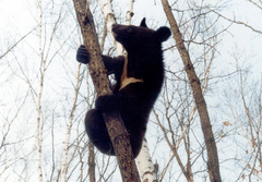Ursus thibetanus ussuricus