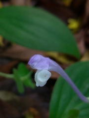 Scutellaria tashiroi
