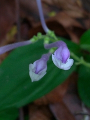 Scutellaria tashiroi