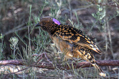 Chlamydera guttata