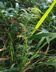 Achillea millefolium