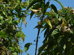 Zosterops simplex simplex