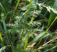 Achillea millefolium