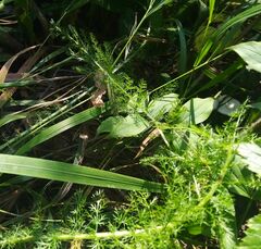 Achillea millefolium