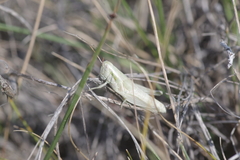 Hypochlora alba