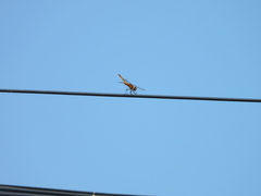 Urothemis signata yiei