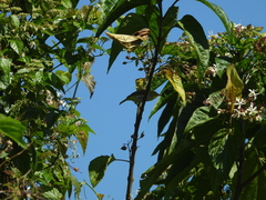 Zosterops simplex simplex