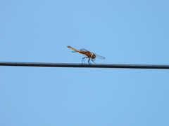 Urothemis signata yiei