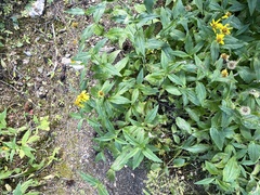 Arnica chamissonis