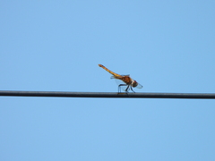 Urothemis signata yiei