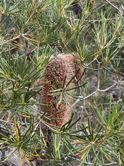 Banksia spinulosa