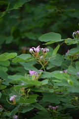 Bauhinia macranthera