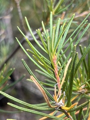 Banksia spinulosa