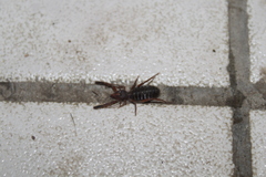 Gluvia dorsalis