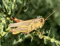 Melanoplus yarrowii