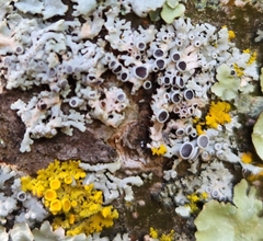 Phaeophyscia ciliata