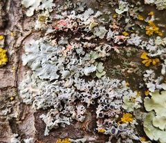 Phaeophyscia ciliata