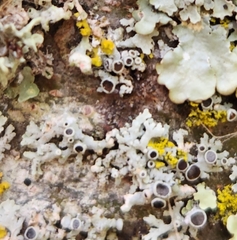 Phaeophyscia ciliata