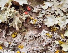 Phaeophyscia ciliata