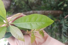 Elaeocarpus decipiens