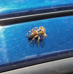 Paraphidippus aurantius