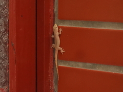 Hemidactylus frenatus