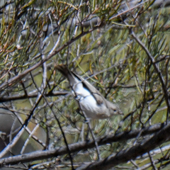 Conopophila whitei