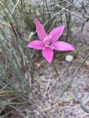 Elythranthera emarginata