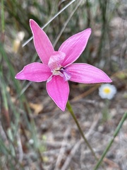 Elythranthera emarginata
