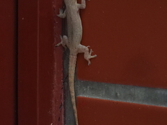 Hemidactylus frenatus