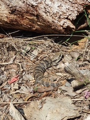 Tiliqua scincoides