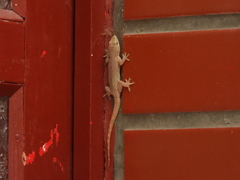 Hemidactylus frenatus