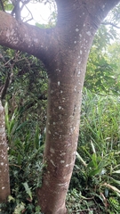 Elaeocarpus decipiens