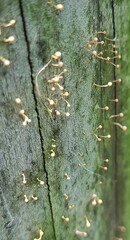 Nectria pseudotrichia