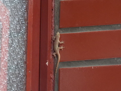 Hemidactylus frenatus